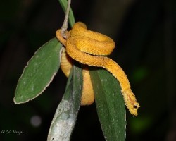 Bothriechis schlegelii