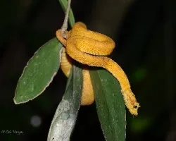 Bothriechis schlegelii