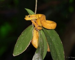 Bothriechis schlegelii