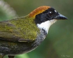 Arremon brunneinucha