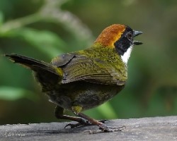 Arremon brunneinucha