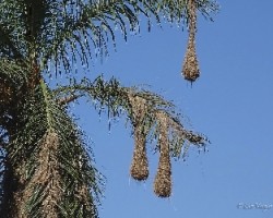 Psarocolius montezuma