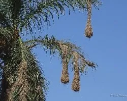 Psarocolius montezuma