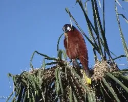 Psarocolius montezuma