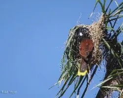 Psarocolius montezuma