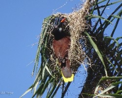 Psarocolius montezuma