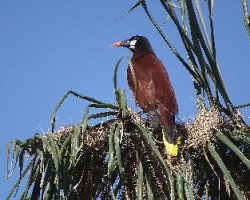 Psarocolius montezuma