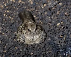 Nyctidromus albicollis