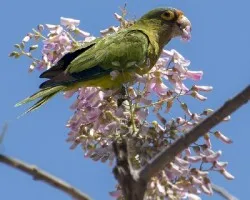 Aratinga canicularis