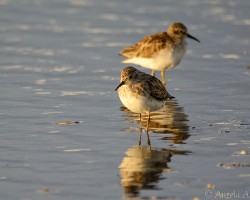 Calidris minutilla
