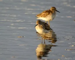 Calidris minutilla