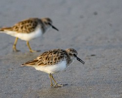Calidris minutilla