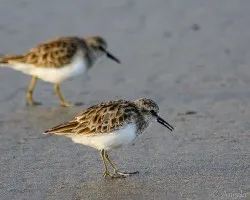 Calidris minutilla