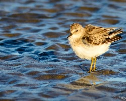 Calidris minutilla