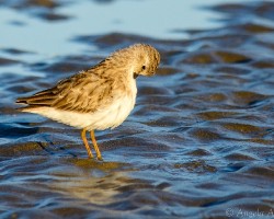 Calidris minutilla
