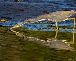 Egretta tricolor