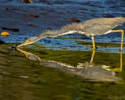 Egretta tricolor