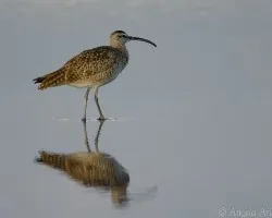 Numenius phaeopus