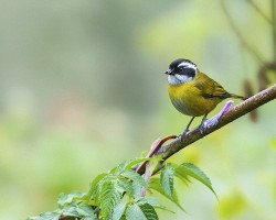 Chlorospingus pileatus