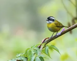 Chlorospingus pileatus