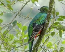 Pharomachrus mocinno