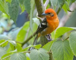 Piranga bidentata