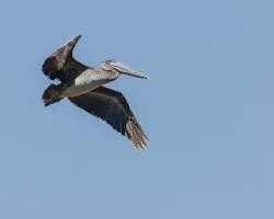 Pelecanus occidentalis