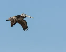Pelecanus occidentalis