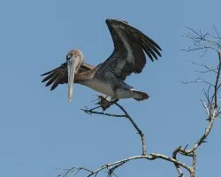 Pelecanus occidentalis
