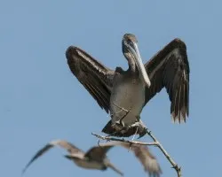 Pelecanus occidentalis