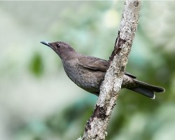 Turdus plebejus
