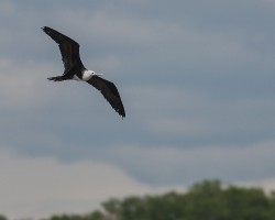 Fregata magnificens