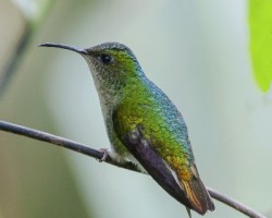 Elvira cupreiceps