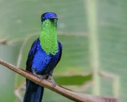 Thalurania colombica