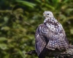 Buteo platypterus