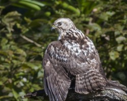 Buteo platypterus