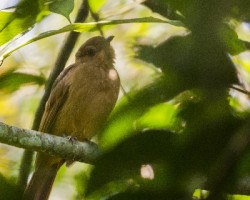 Lipaugus unirufus