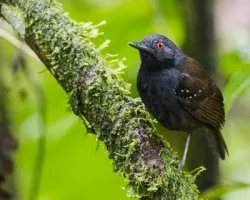 Myrmeciza laemosticta