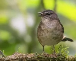 Phaeothlypis fulvicauda