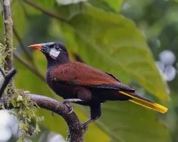 Psarocolius montezuma