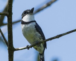 Notharchus tectus