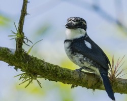 Notharchus tectus