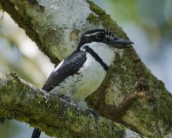 Notharchus tectus