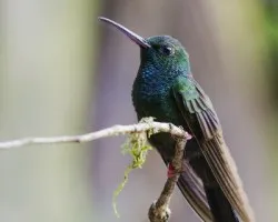 Chalybura urochrysia