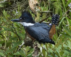 Megaceryle torquata