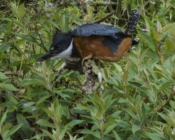 Megaceryle torquata
