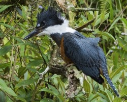 Megaceryle torquata
