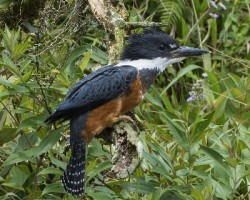 Megaceryle torquata