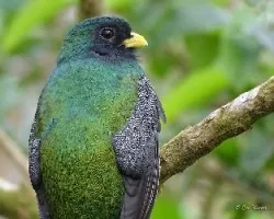 Trogon aurantiiventris