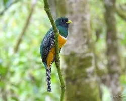 Trogon aurantiiventris